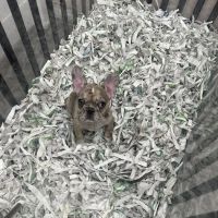 Puppies For Less - Sahara Las Vegas ico