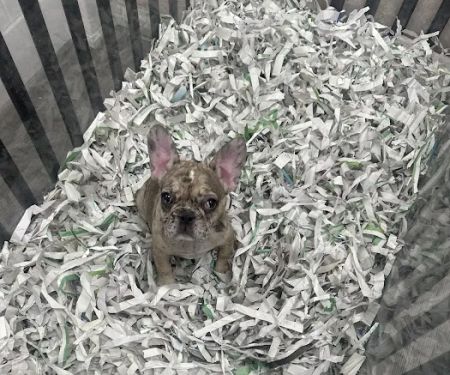 Puppies For Less - Sahara Las Vegas