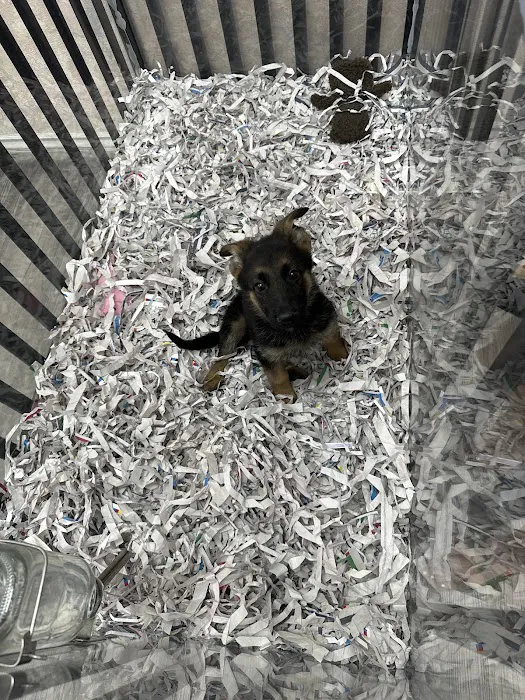 Puppies For Less - Sahara Las Vegas Picture 5
