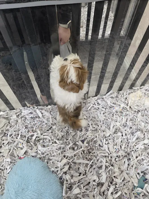 Puppies For Less - Sahara Las Vegas Picture 7