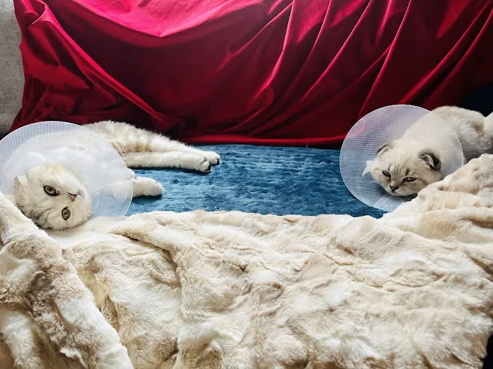 Greenwich Village Animal Hospital Picture 3