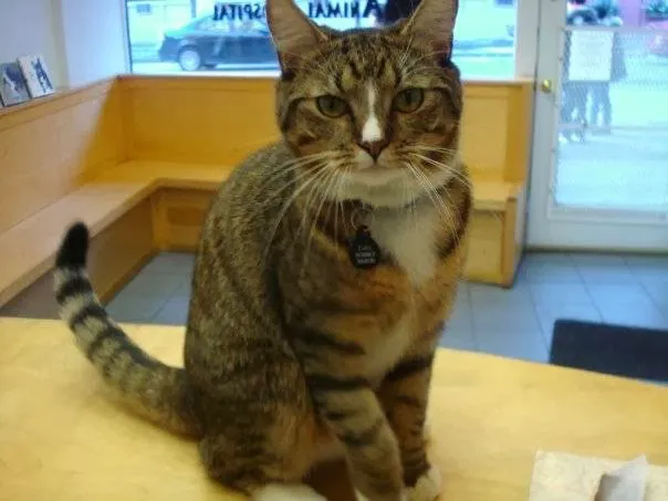 Greenwich Village Animal Hospital Picture 7