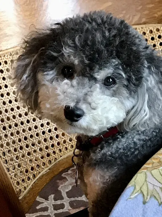 Greenwich Village Animal Hospital Picture 6