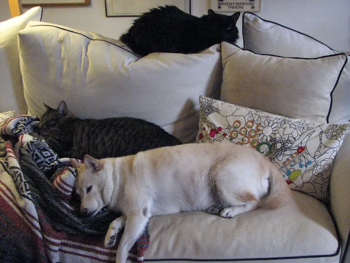 Greenwich Village Animal Hospital Picture 10