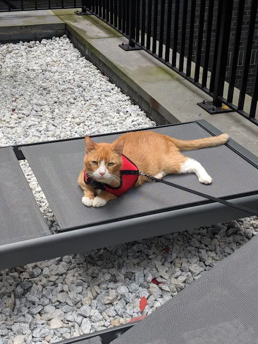 Greenwich Village Animal Hospital Picture 9