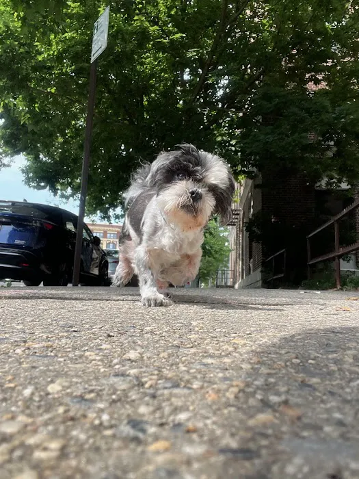 Bond Vet - Lower East Side Picture 8