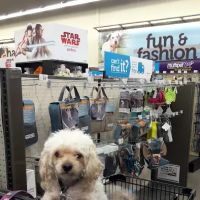Petco ico