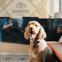 GoodVets Brooklyn Heights ico
