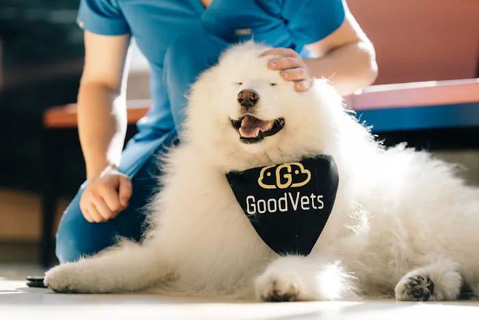 GoodVets Brooklyn Heights Picture 7
