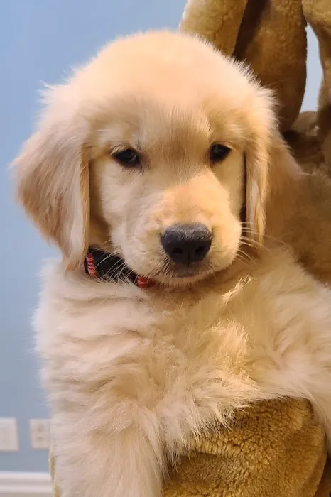 Nevada Puppy Store Picture 2