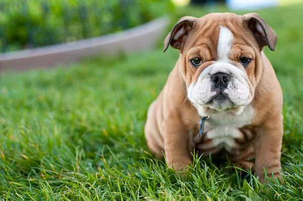 Nevada Puppy Store Picture 3