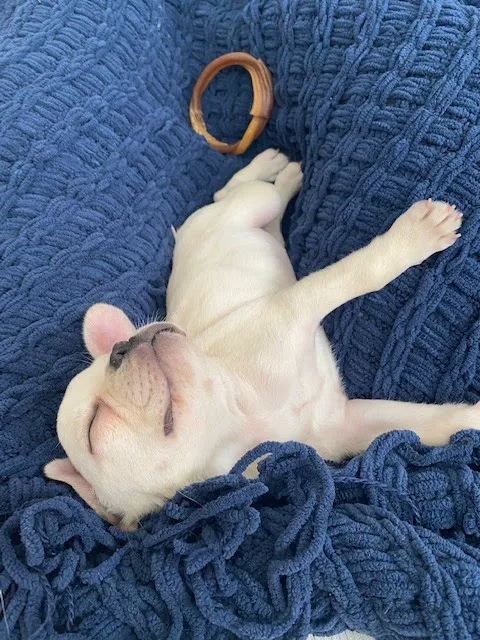 Nevada Puppy Store Picture 6