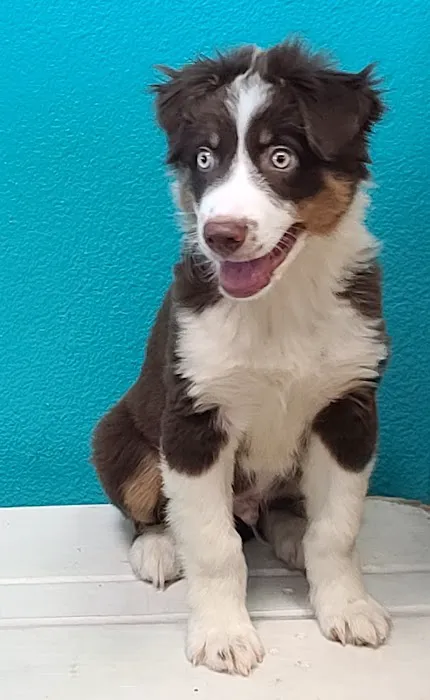 Nevada Puppy Store Picture 4