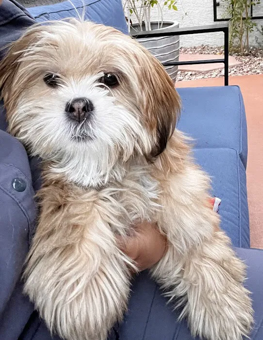 Nevada Puppy Store Picture 5