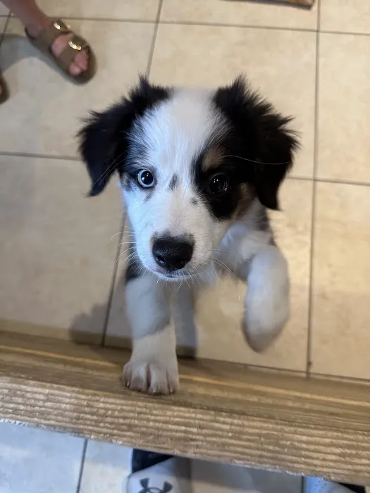 Nevada Puppy Store Picture 9