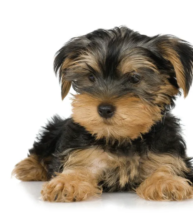 Nevada Puppy Store Picture 7