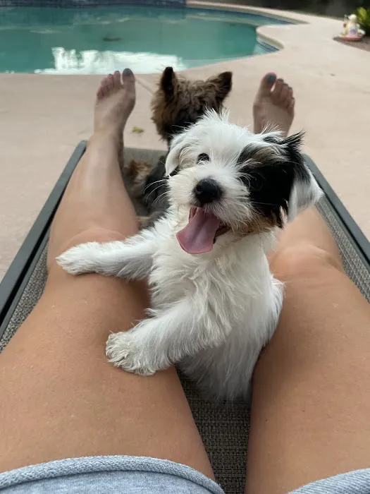 Nevada Puppy Store Picture 8