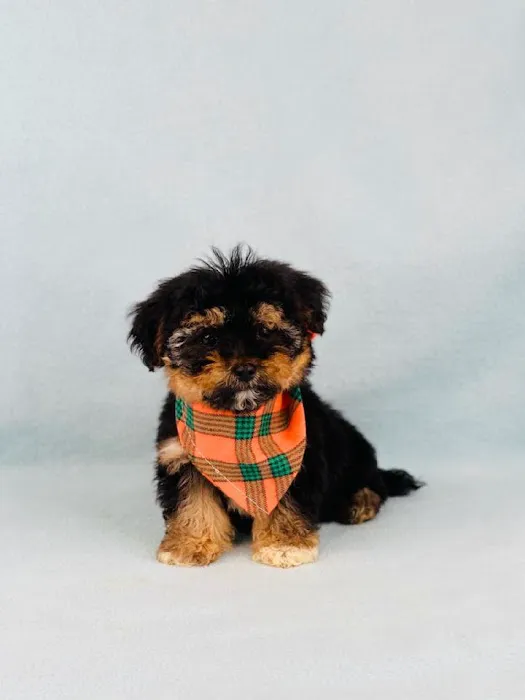 Las Vegas Puppy World Picture 1