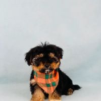 Las Vegas Puppy World ico