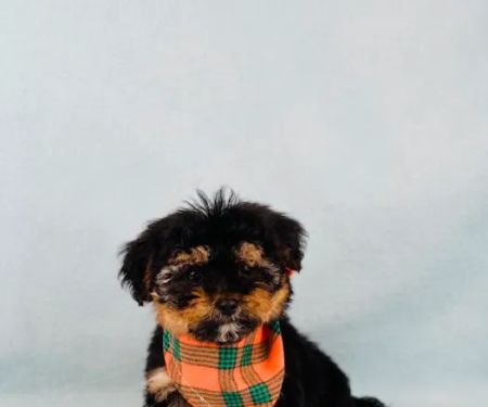 Las Vegas Puppy World
