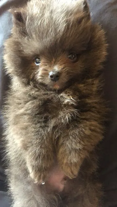 Las Vegas Puppy World Picture 2