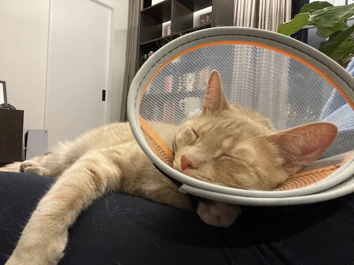 West Village Veterinary Hospital Picture 4