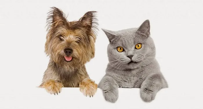Downtown Veterinary Clinic Picture 1