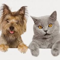 Downtown Veterinary Clinic ico