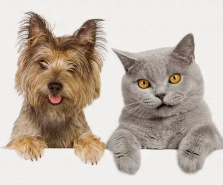 Downtown Veterinary Clinic