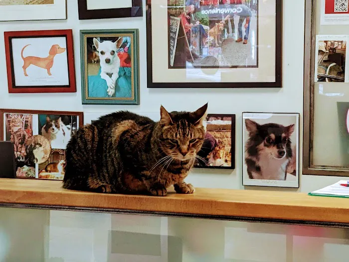 Downtown Veterinary Clinic Picture 8