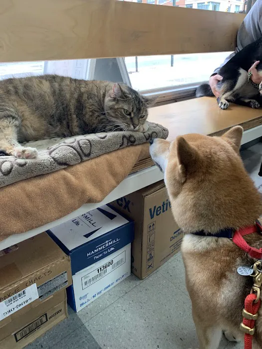Downtown Veterinary Clinic Picture 10