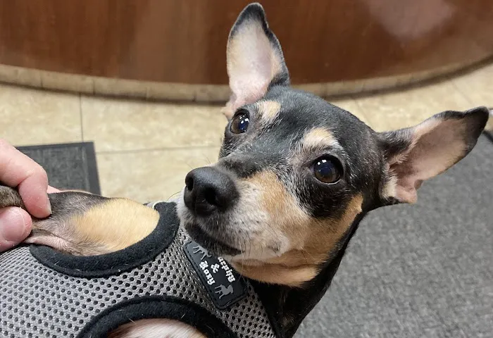 Abingdon Square Veterinary Clinic Picture 4