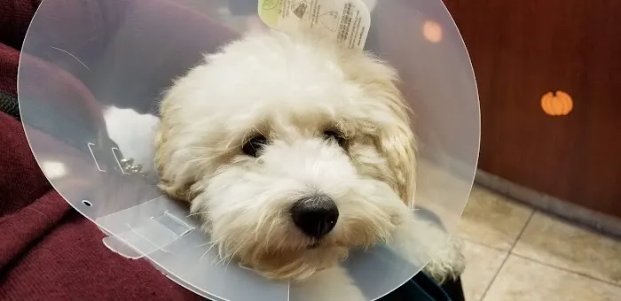 Abingdon Square Veterinary Clinic Picture 10