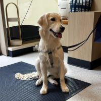Bond Vet - NoHo ico