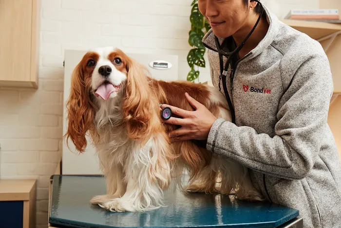 Bond Vet - NoHo Picture 5