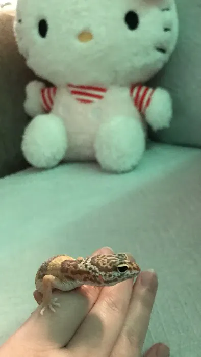 Pet Supermarket Picture 1