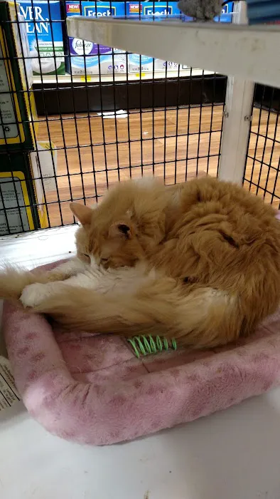 Pet Supermarket Picture 4