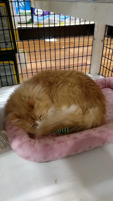Pet Supermarket Picture 8