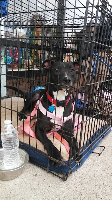 Pet Supermarket Picture 6