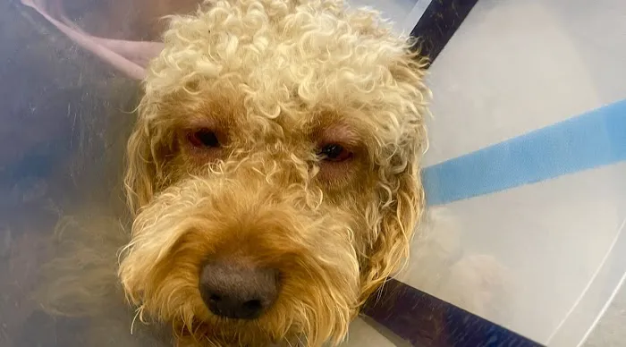 Vetco Total Care Animal Hospital Picture 2