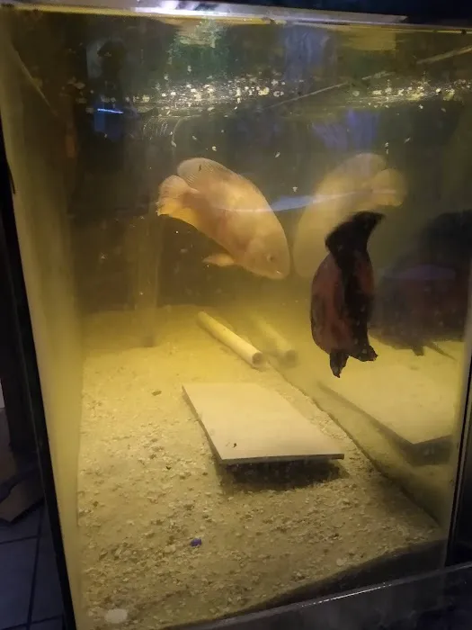 Champions Tropical Fish Room Picture 3