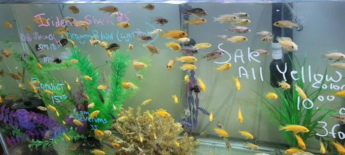 Champions Tropical Fish Room Picture 4