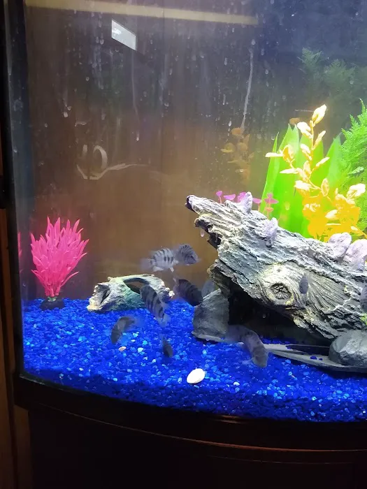 Champions Tropical Fish Room Picture 5