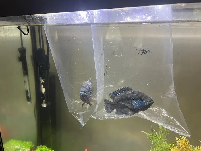 Champions Tropical Fish Room Picture 8