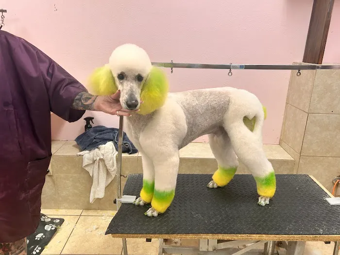 Vip Pet Gromming Picture 1