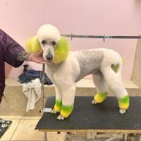 Vip Pet Gromming ico