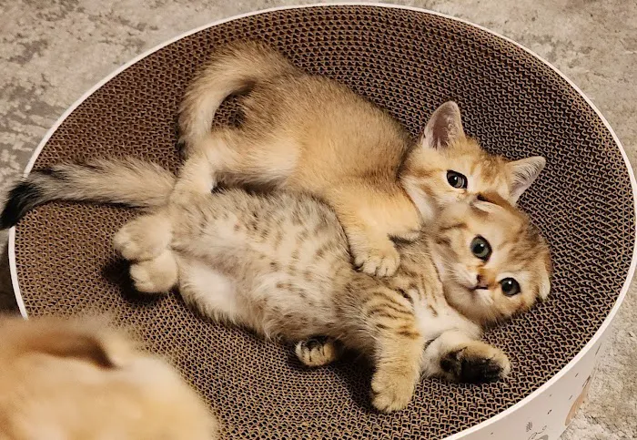 Golden League Cattery Picture 1