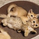 Golden League Cattery