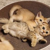 Golden League Cattery ico