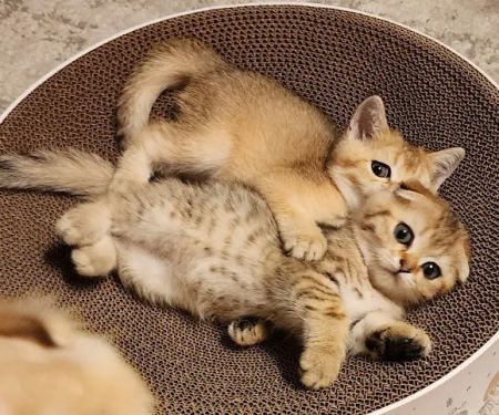 Golden League Cattery